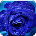 Skrin Blue Rose untuk sambungan kedai web Chrome dalam OffiDocs Chromium