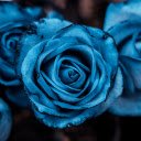 Blue roses  screen for extension Chrome web store in OffiDocs Chromium