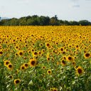 Blue sky and yellow flowers  screen for extension Chrome web store in OffiDocs Chromium