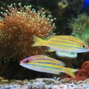 Bluestripe Snapper Fishes in Close up Photography  screen for extension Chrome web store in OffiDocs Chromium