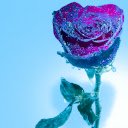 Blue Tinged Rose-Bildschirm für die Erweiterung des Chrome-Webshops in OffiDocs Chromium