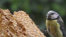 Free download Blue Tit Feeding Bird Animal -  free video to be edited with OpenShot online video editor