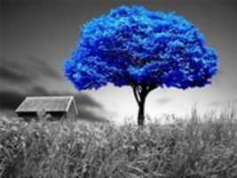 Free download blue-tree free photo or picture to be edited with GIMP online image editor