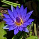 Blue water lily wallpaper  screen for extension Chrome web store in OffiDocs Chromium