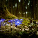 Blue Woodland Wildflowers  screen for extension Chrome web store in OffiDocs Chromium