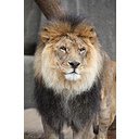 شاشة Blurred Lions لتمديد متجر Chrome الإلكتروني في OffiDocs Chromium