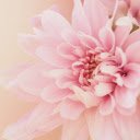 Blush Bloom: A Soft Pink Daisy in Full Blossom  screen for extension Chrome web store in OffiDocs Chromium