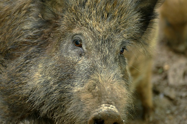 Muat turun percuma babi hutan sus scrofa gambar percuma babi hutan untuk diedit dengan editor imej dalam talian percuma GIMP