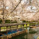 boats sailing on water channel near blooming trees  screen for extension Chrome web store in OffiDocs Chromium