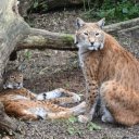 Bobcat  screen for extension Chrome web store in OffiDocs Chromium