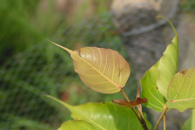 Free download bo bo leaf leaves nature summer free picture to be edited with GIMP free online image editor