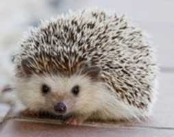 Free download Bob the hedgehog free photo or picture to be edited with GIMP online image editor