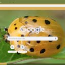 Bo canh cam  screen for extension Chrome web store in OffiDocs Chromium