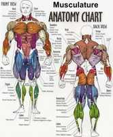 Free download Bodybuilding anatomy chart free photo or picture to be edited with GIMP online image editor