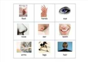 Free download Body Parts.ear free photo or picture to be edited with GIMP online image editor