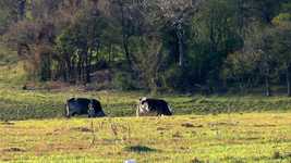 免费下载 Bois Pasture Field - 使用 OpenShot 在线视频编辑器编辑的免费视频