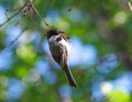 বিনামূল্যে ডাউনলোড করুন Bokeh-dee বিনামূল্যের ছবি বা ছবি GIMP অনলাইন ইমেজ এডিটর দিয়ে সম্পাদনা করতে