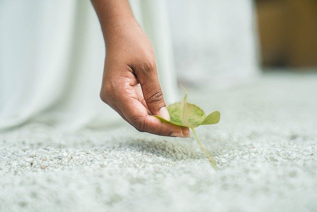 Free download bo leaf leaf hand grab pick clean free picture to be edited with GIMP free online image editor