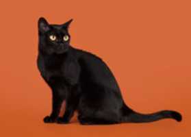 Unduh gratis foto atau gambar Bombay Cat gratis untuk diedit dengan editor gambar online GIMP