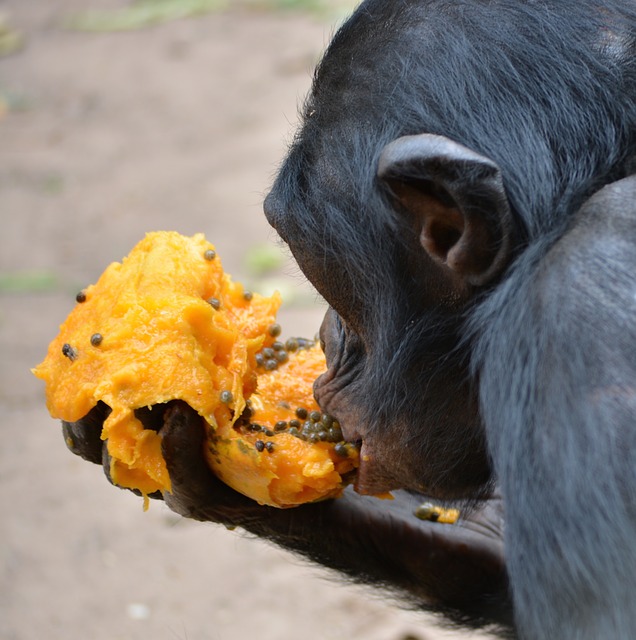 Free download bonobo primate ape lola ya bonobo free picture to be edited with GIMP free online image editor