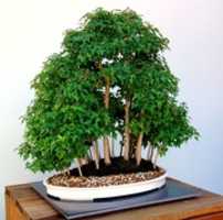 Free download bonsai-1134685_960_720 free photo or picture to be edited with GIMP online image editor