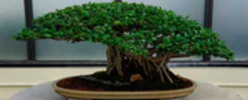Free download bonsai_212 free photo or picture to be edited with GIMP online image editor