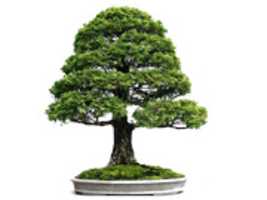 Free download bonsai_wallpapers-17 free photo or picture to be edited with GIMP online image editor