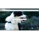 Free download Border Collie -  free photo or picture to be edited with GIMP online image editor