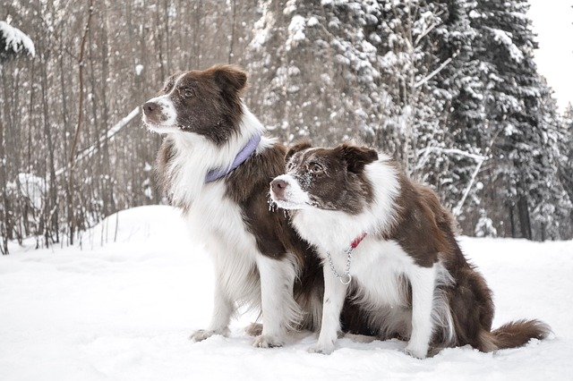 Muat turun percuma gambar percuma anjing collie sempadan haiwan salji untuk diedit dengan editor imej dalam talian percuma GIMP