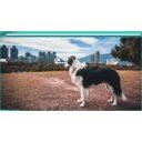 Border Collie OLan  screen for extension Chrome web store in OffiDocs Chromium