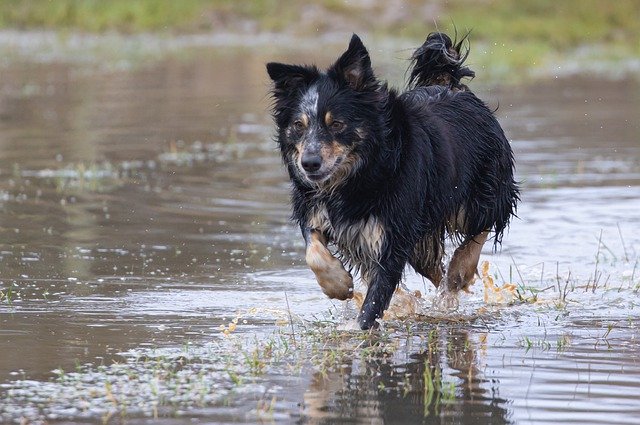 Free download border collie tri color collie free picture to be edited with GIMP free online image editor