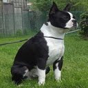 Boston Terrier wallpapers  screen for extension Chrome web store in OffiDocs Chromium