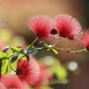 BOTTLE BRUSH THEME  screen for extension Chrome web store in OffiDocs Chromium
