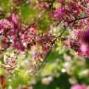 Bougainvillea flowers bloom  screen for extension Chrome web store in OffiDocs Chromium