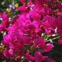 Bougainvillea in the sun  screen for extension Chrome web store in OffiDocs Chromium