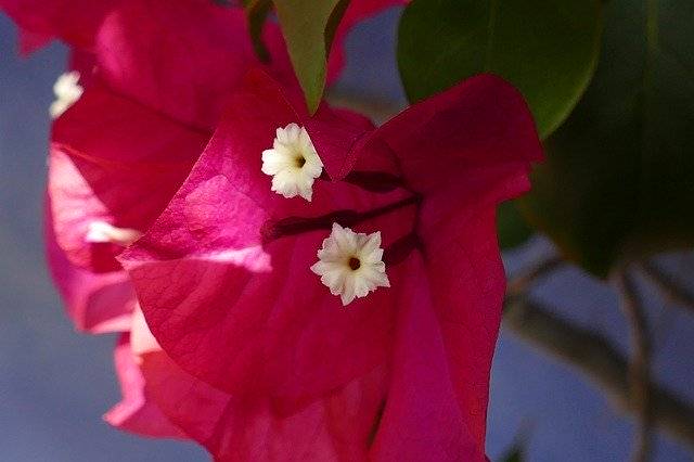 Download gratuito Bougainvillea Nyctaginaceae Flower - foto o immagine gratuita da modificare con l'editor di immagini online di GIMP