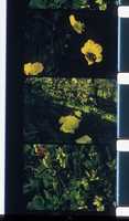 Free download Bouquet 26 - Photogrammes/photograms free photo or picture to be edited with GIMP online image editor