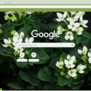Bouvardia  screen for extension Chrome web store in OffiDocs Chromium