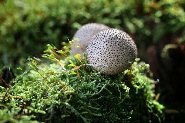 Téléchargement gratuit d'une photo gratuite de plante de mousse de champignons bovistes à modifier avec l'éditeur d'images en ligne gratuit GIMP