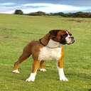 boxer dog wallpapers  screen for extension Chrome web store in OffiDocs Chromium