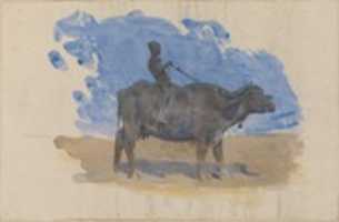 Free download Boy on Water Buffalo (from scrapbook) free photo or picture to be edited with GIMP online image editor