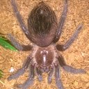 Brachypelma albopilosum, ຫນ້າຈໍ Spiderling Tarantula ສໍາລັບສ່ວນຂະຫຍາຍ Chrome web store ໃນ OffiDocs Chromium