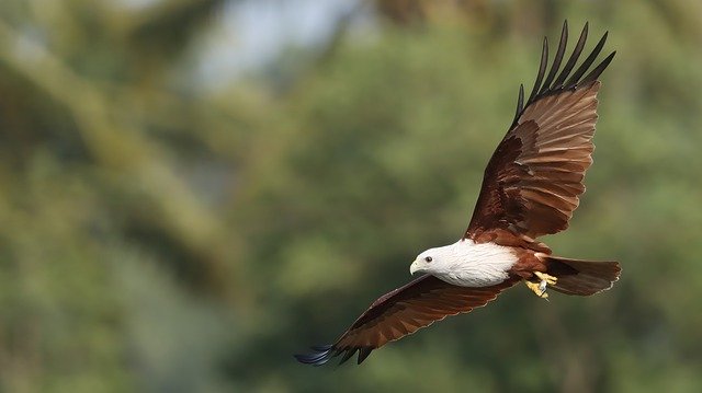 Bezpłatne pobieranie brahminy kite eagle raptor darmowe zdjęcie do edycji za pomocą darmowego edytora obrazów online GIMP