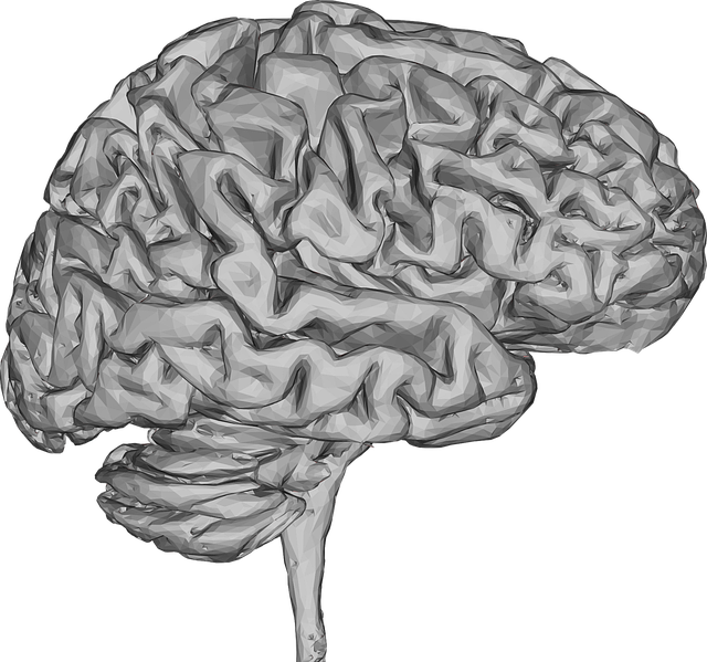 Descarga gratuita Cerebro 3D Pensamiento - Gráficos vectoriales gratis en Pixabay ilustración gratuita para editar con GIMP editor de imágenes en línea gratuito