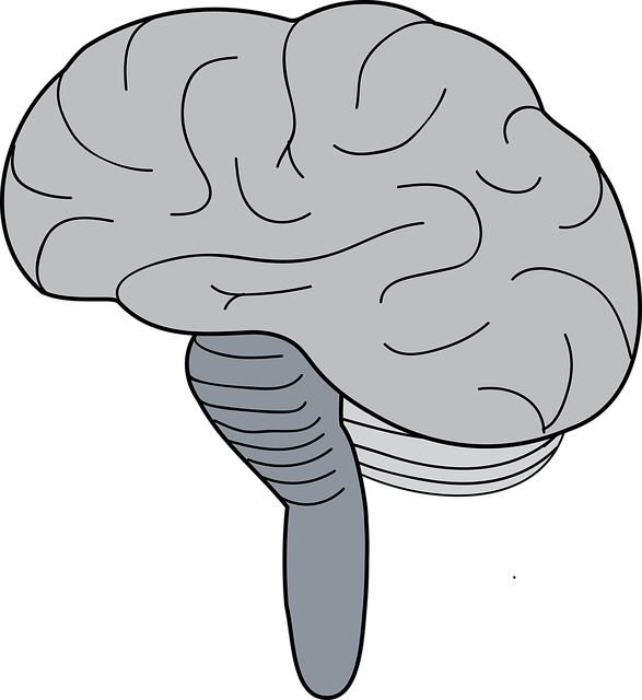 Безкоштовно завантажте безкоштовну векторну графіку Brain Cerebrum Brainstem на Pixabay для редагування онлайн-редактором зображень GIMP