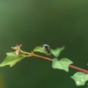 Branches and Insects  screen for extension Chrome web store in OffiDocs Chromium