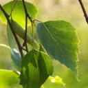 Branches and leaves in the sun  screen for extension Chrome web store in OffiDocs Chromium