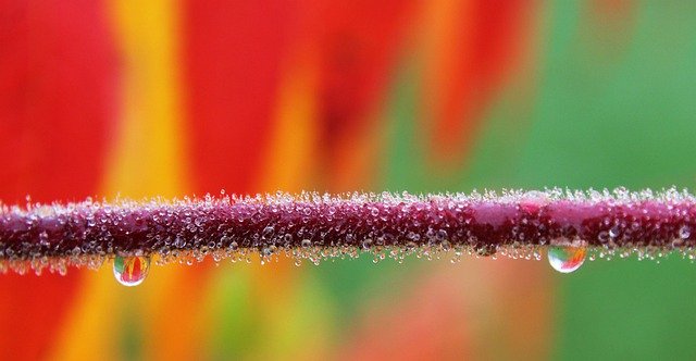 Free download branches dewdrop water droplets free picture to be edited with GIMP free online image editor