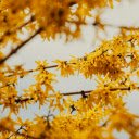 Branches of forsythia tree with flowers  screen for extension Chrome web store in OffiDocs Chromium