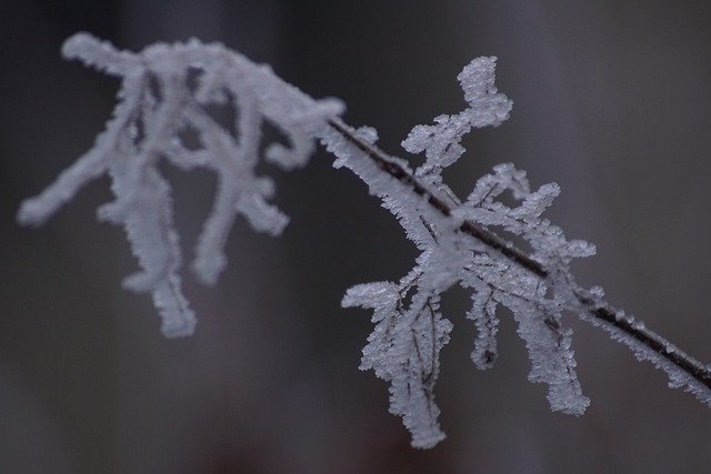 Free download branches plants frost ice winter free picture to be edited with GIMP free online image editor